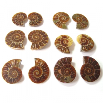 Ammonite Fossil Halves 