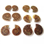 Fossil (Ammonite)